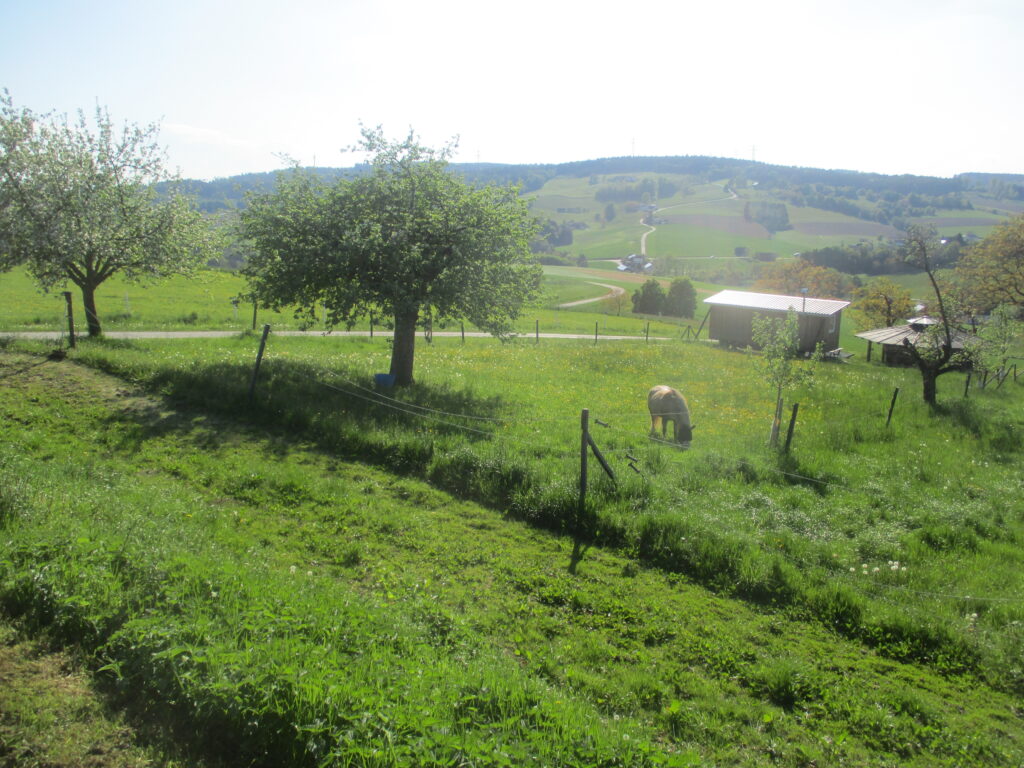Pferde auf der kleinen Koppel