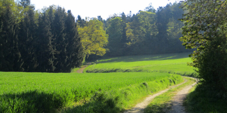 Wiesenweg in den Wald
